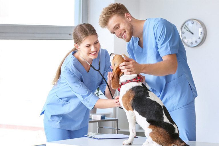 vet assistant program